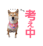 柴犬ももちゃん 写真バージョン part.6（個別スタンプ：37）
