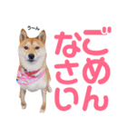 柴犬ももちゃん 写真バージョン part.6（個別スタンプ：38）