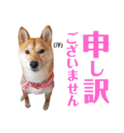 柴犬ももちゃん 写真バージョン part.6（個別スタンプ：39）