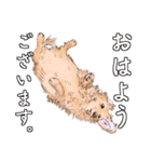 わんだふるLife2（個別スタンプ：1）
