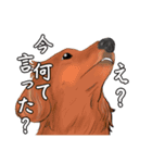 わんだふるLife2（個別スタンプ：3）