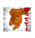 わんだふるLife2（個別スタンプ：6）