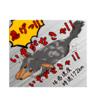 わんだふるLife2（個別スタンプ：7）