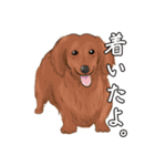 わんだふるLife2（個別スタンプ：9）