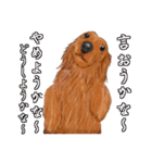 わんだふるLife2（個別スタンプ：11）