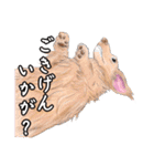 わんだふるLife2（個別スタンプ：14）