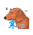 わんだふるLife2（個別スタンプ：17）