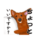 わんだふるLife2（個別スタンプ：19）