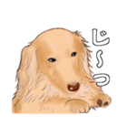 わんだふるLife2（個別スタンプ：20）
