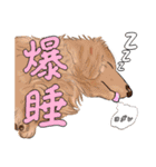 わんだふるLife2（個別スタンプ：22）