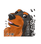 わんだふるLife2（個別スタンプ：23）