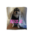 むぎの日常 Mugi daily（個別スタンプ：2）