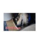 むぎの日常 Mugi daily（個別スタンプ：3）
