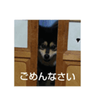 むぎの日常 Mugi daily（個別スタンプ：5）