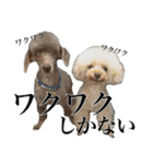 愛犬PURI（個別スタンプ：1）