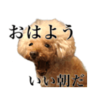 愛犬PURI（個別スタンプ：2）