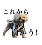愛犬PURI（個別スタンプ：3）