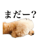 愛犬PURI（個別スタンプ：4）