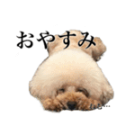 愛犬PURI（個別スタンプ：5）