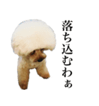 愛犬PURI（個別スタンプ：6）