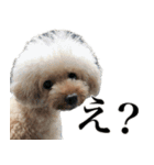愛犬PURI（個別スタンプ：7）