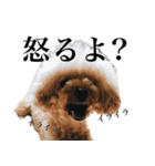 愛犬PURI（個別スタンプ：8）