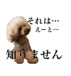 愛犬PURI（個別スタンプ：9）