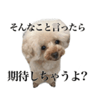 愛犬PURI（個別スタンプ：10）