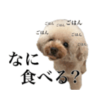 愛犬PURI（個別スタンプ：11）