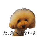 愛犬PURI（個別スタンプ：12）
