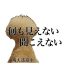 愛犬PURI（個別スタンプ：13）