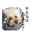 愛犬PURI（個別スタンプ：16）
