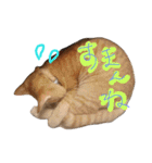 ちゃとらのチロルの日常（個別スタンプ：1）