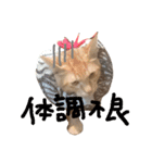 ちゃとらのチロルの日常（個別スタンプ：10）