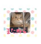 ちゃとらのチロルの日常（個別スタンプ：13）