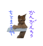 ちゃとらのチロルの日常（個別スタンプ：19）