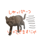 ちゃとらのチロルの日常（個別スタンプ：20）