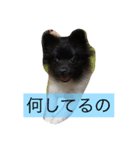 くうちゃんかわいいスタンプ（個別スタンプ：7）