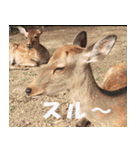 奈良公園の鹿（個別スタンプ：1）