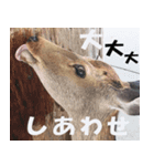 奈良公園の鹿（個別スタンプ：2）