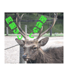 奈良公園の鹿（個別スタンプ：3）