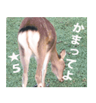 奈良公園の鹿（個別スタンプ：4）