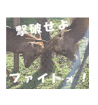 奈良公園の鹿（個別スタンプ：5）