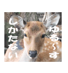 奈良公園の鹿（個別スタンプ：6）