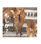 奈良公園の鹿（個別スタンプ：7）