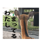 奈良公園の鹿（個別スタンプ：8）