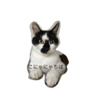 ニャンとも日和(さつきとしゅんた)（個別スタンプ：5）