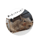 デグーの気持ちスタンプ（個別スタンプ：5）