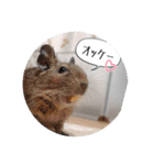 デグーの気持ちスタンプ（個別スタンプ：8）
