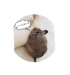 デグーの気持ちスタンプ（個別スタンプ：10）
